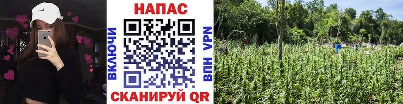 Канабис Amnesia Дмитровск